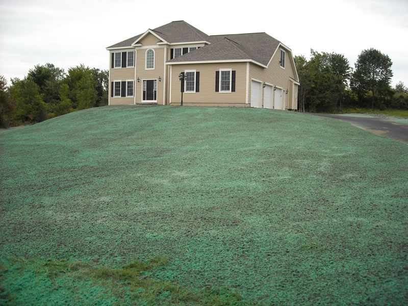 Freshly hydroseeded residential hillside lawn