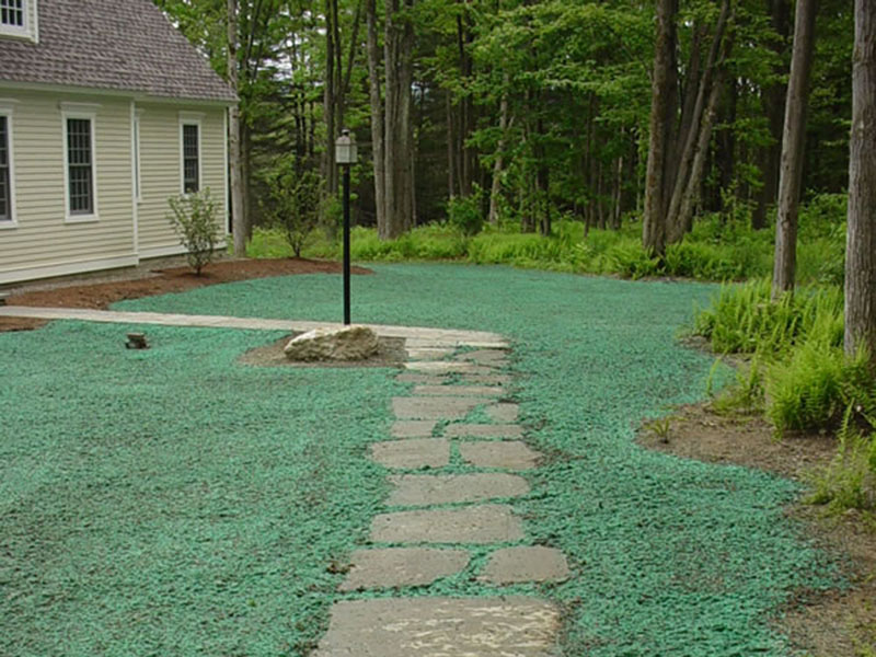 Hydroseeded backyard with stone walkway