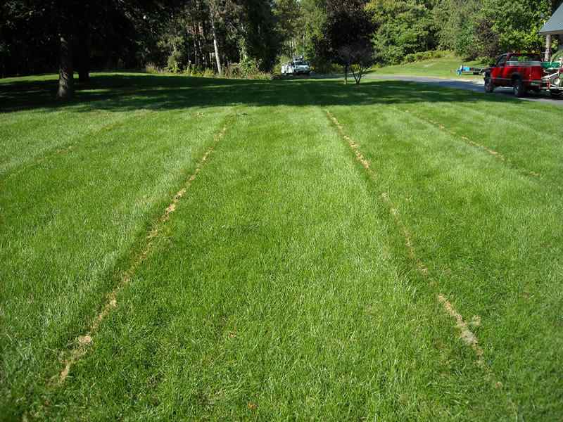 Freshly aerated residential lawn with healthy grass