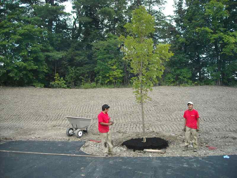 Crew planting shade tree in commercial lot