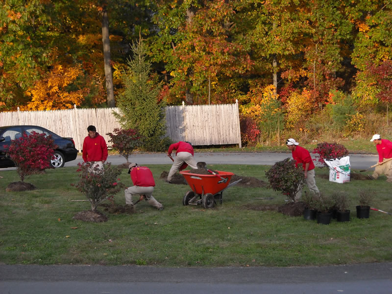Fall planting crew installing shrubs and trees