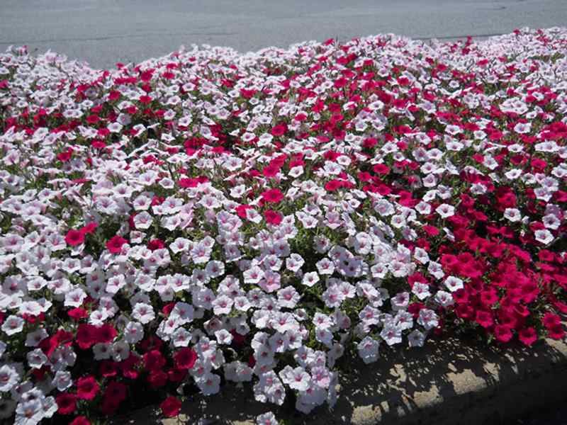 Colorful petunia flower bed display