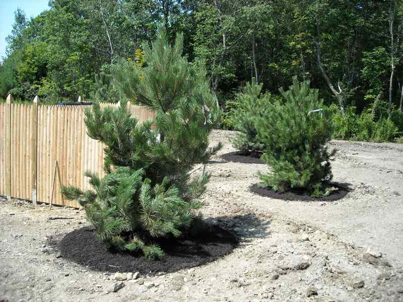 Newly planted evergreen trees in landscape