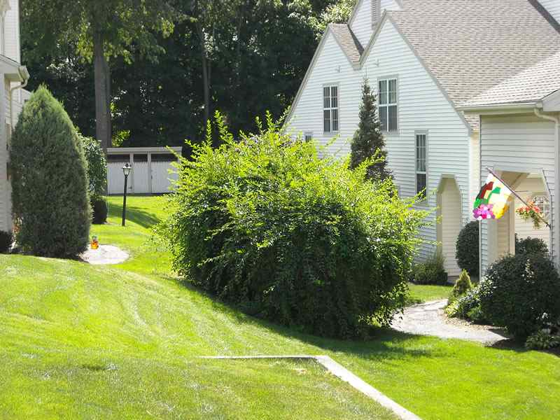 Professional lawn care maintenance